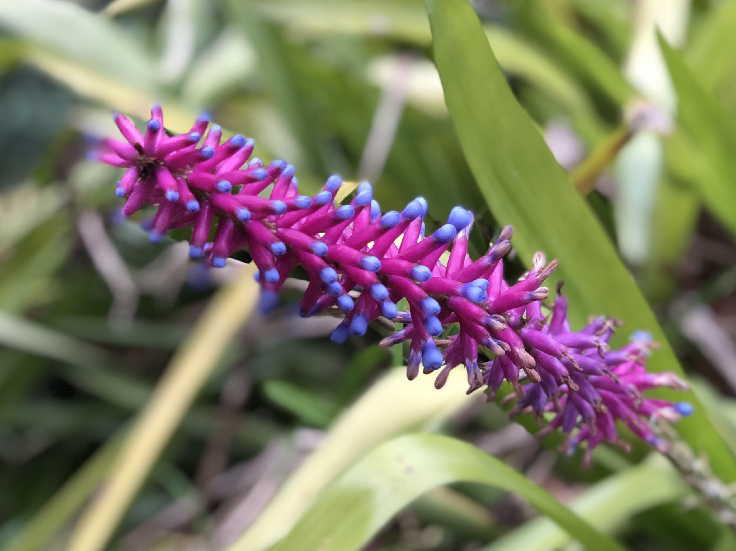 melbourne garden plant