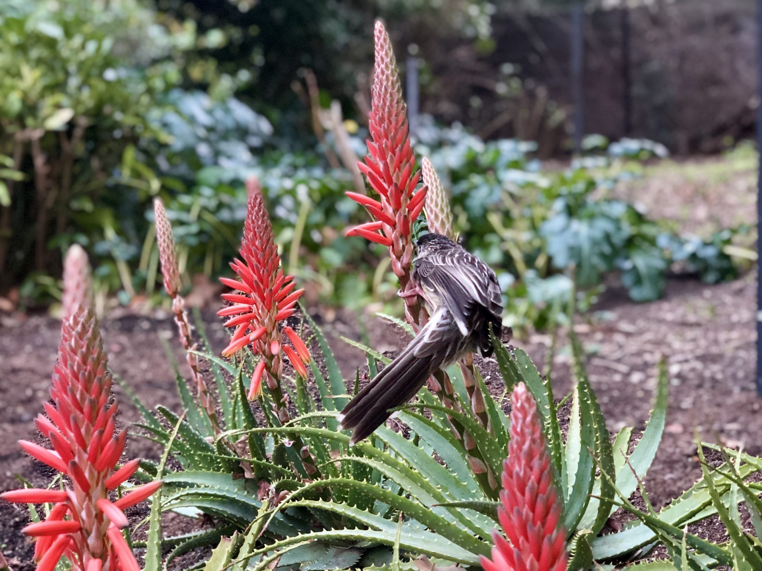 melbourne garden bird